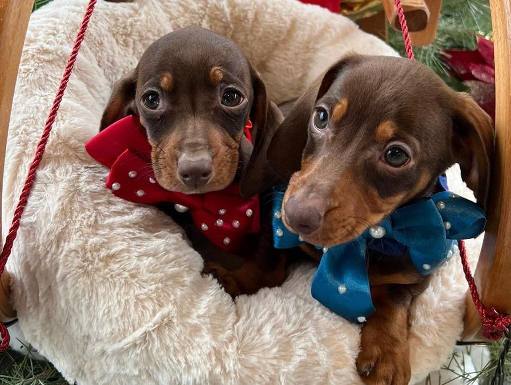 Cuccioli certificati