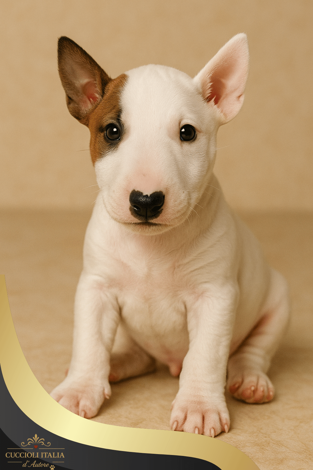 Bull Terrier